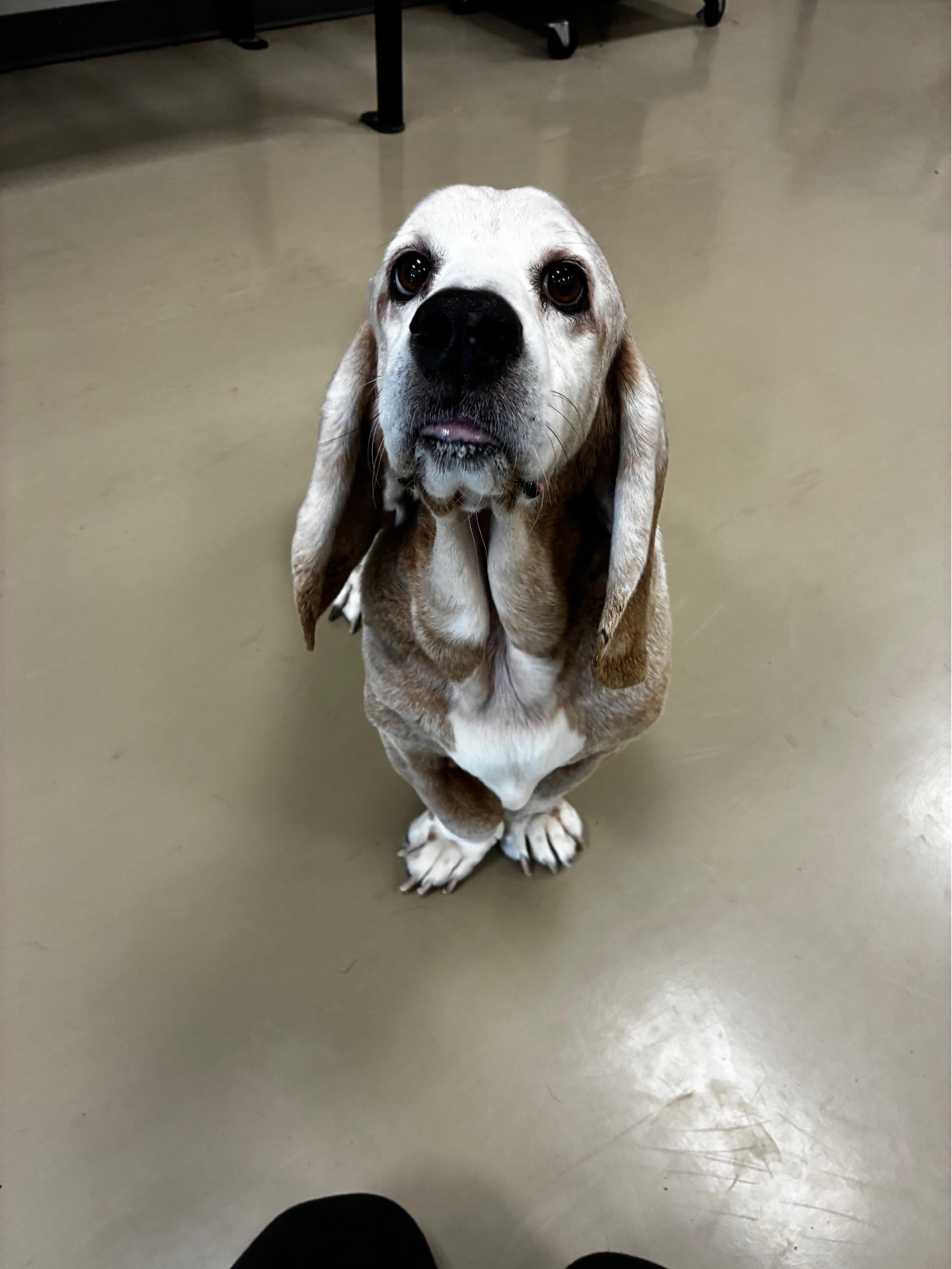 Enlarge Red, a ADOPTABLE Basset Hound in Milwaukee, WI image 2/4