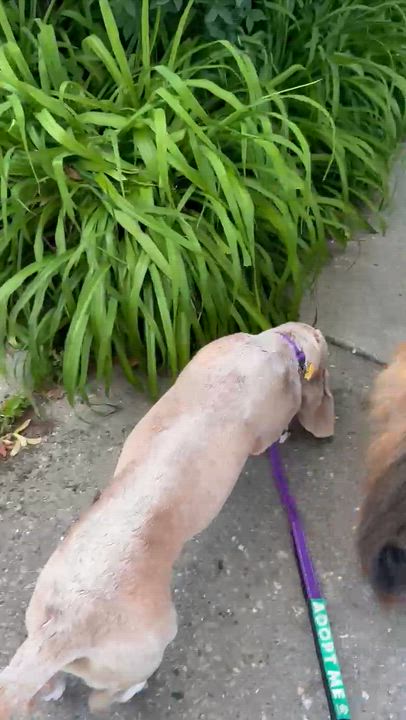 Enlarge Red, a ADOPTABLE Basset Hound in Milwaukee, WI video 4/4