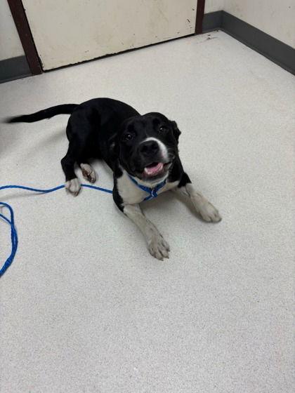 Fluffy Francine thumbnail 2