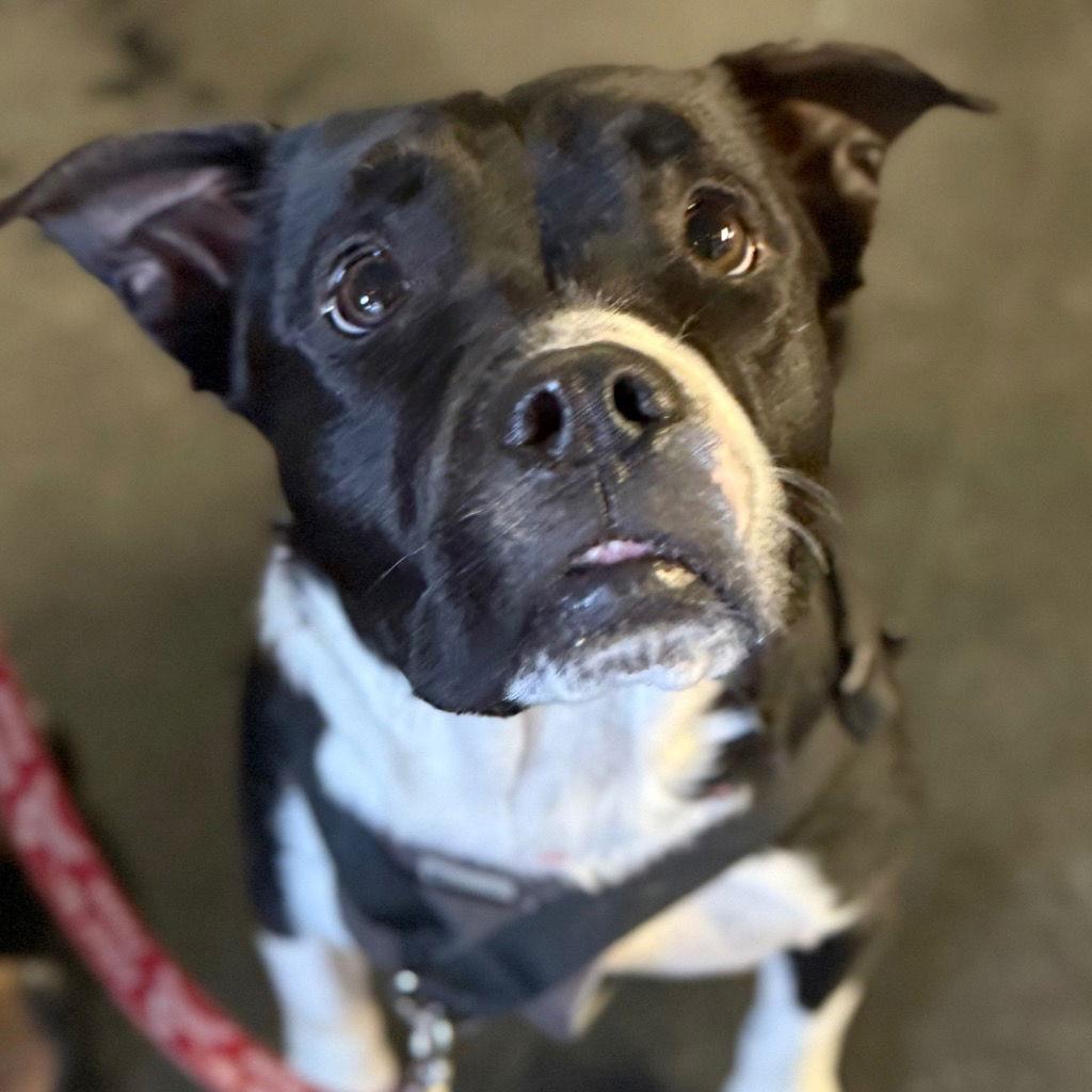 Fluffy Francine thumbnail 3