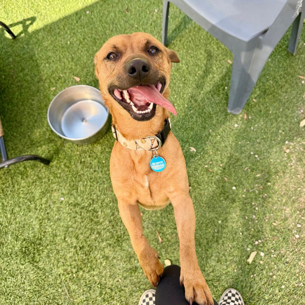 Colt, Adoptable, Adult Male Dachshund.