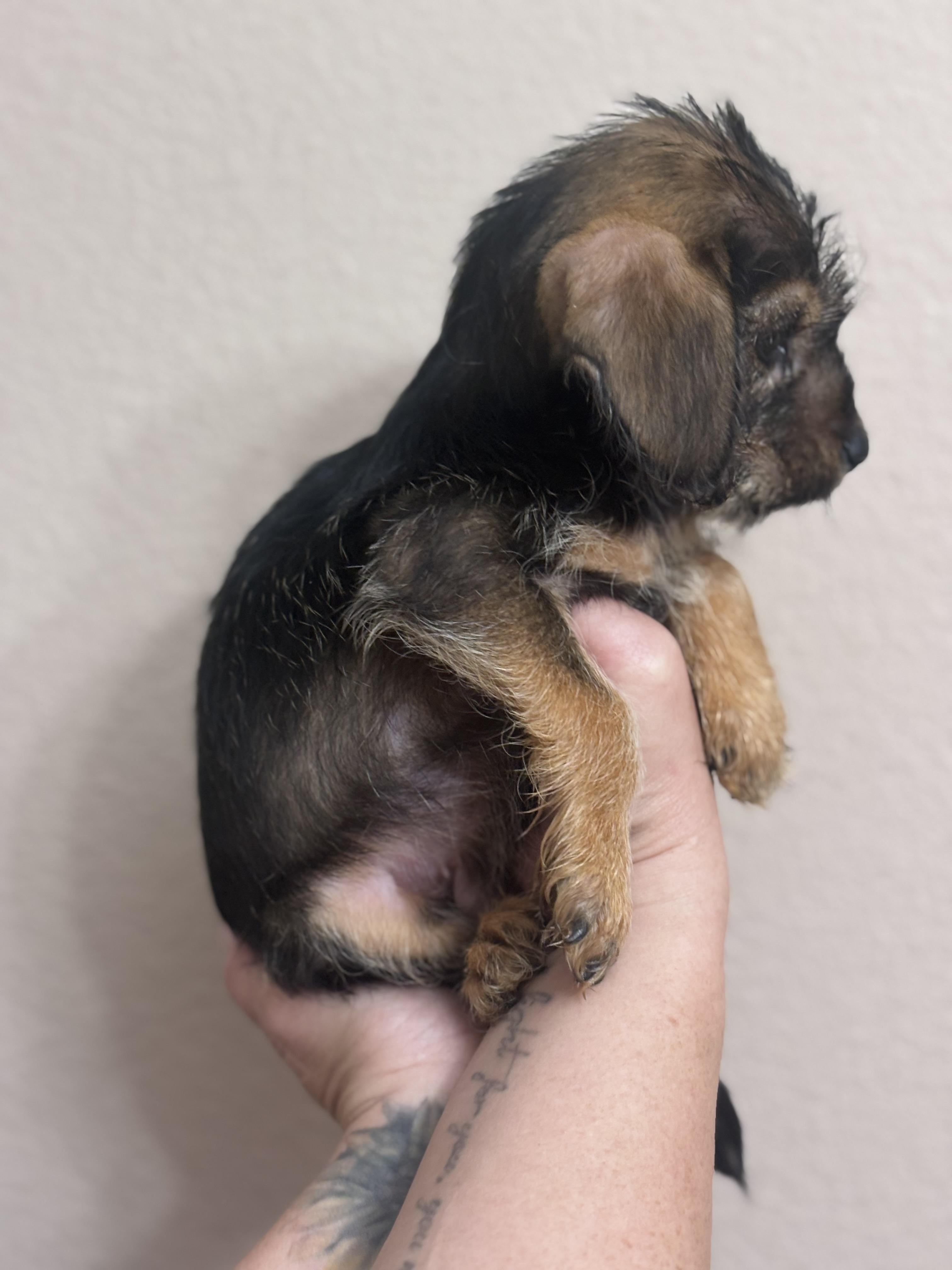 Enlarge Molasses, a Adoptable mixed breed in Corona, CA image 1/3