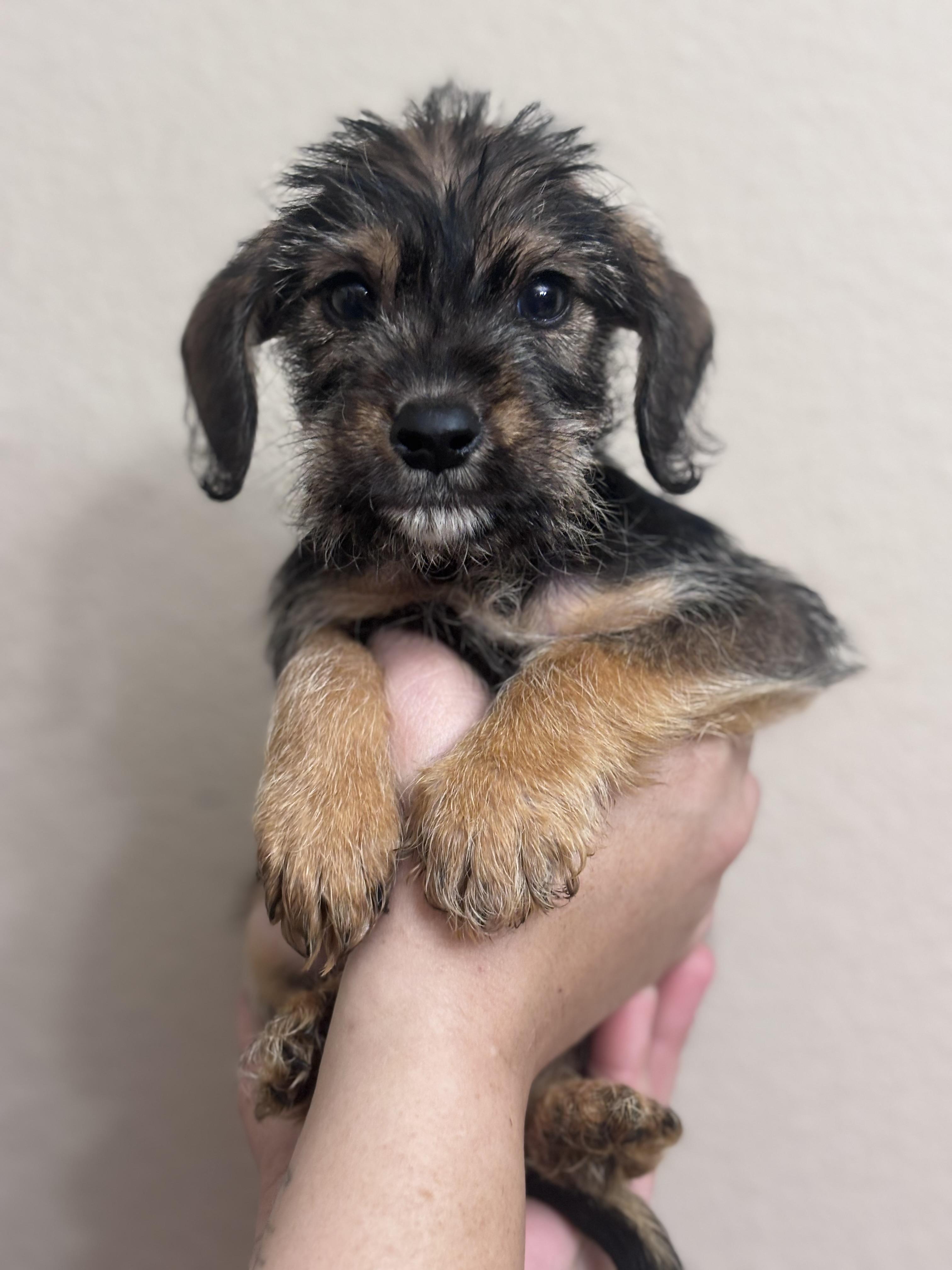 Enlarge Molasses, a Adoptable mixed breed in Corona, CA image 2/3