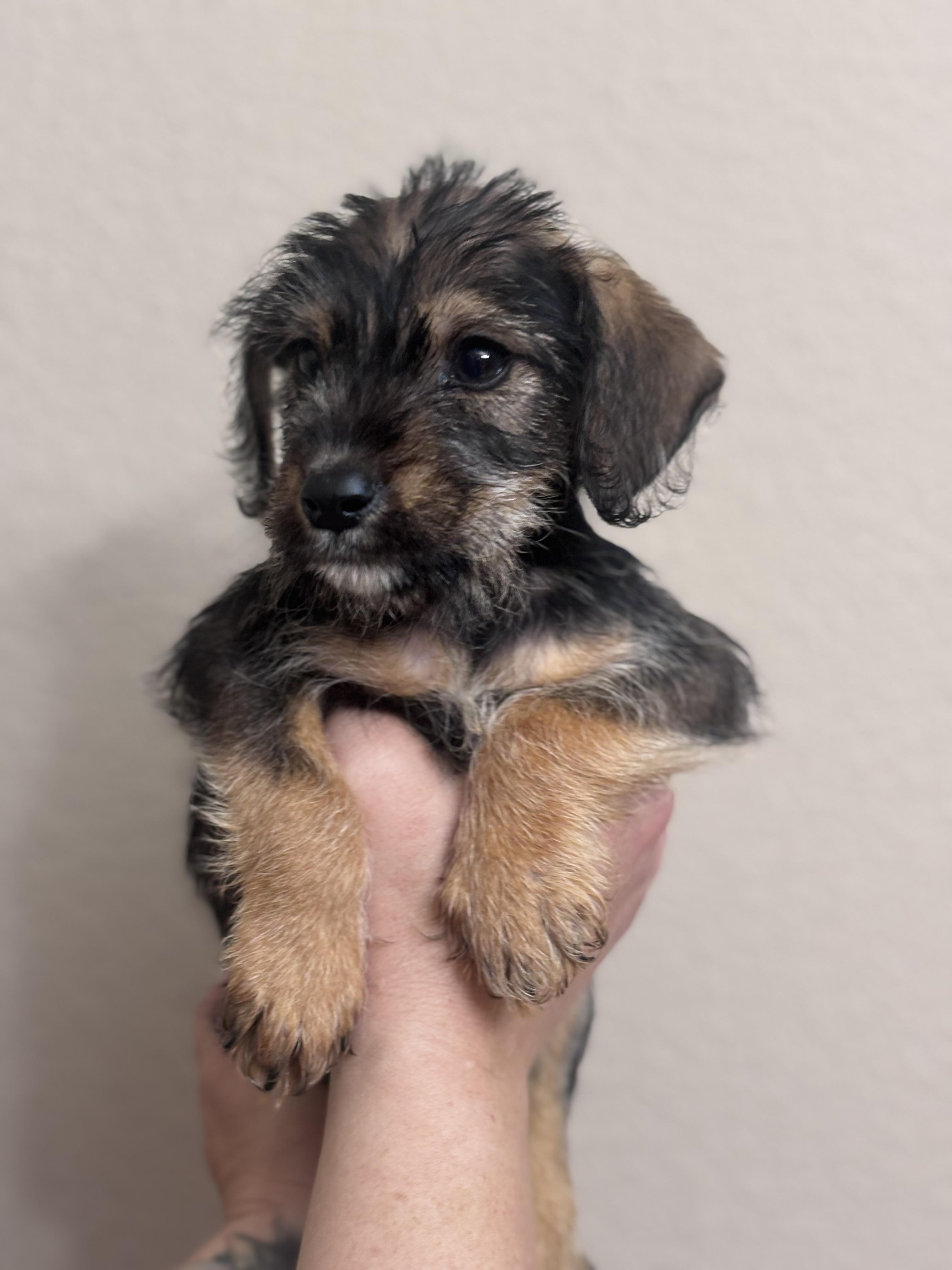 Enlarge Molasses, a Adoptable mixed breed in Corona, CA image 3/3