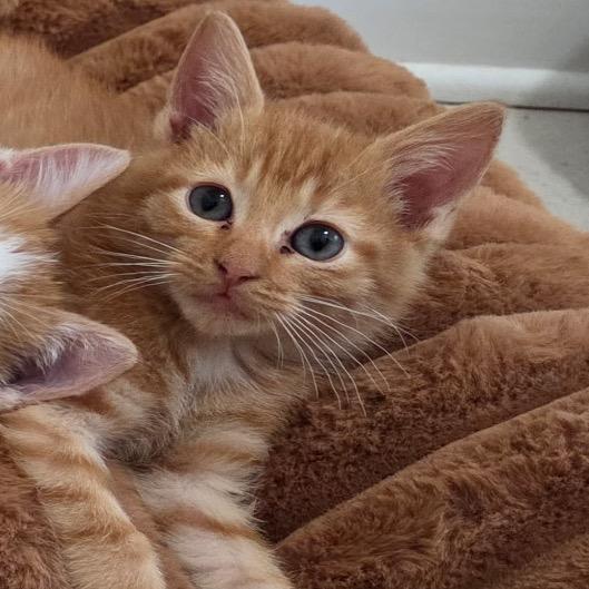 Enlarge Gilligan, a Adoptable Domestic Short Hair in Ponte Vedra Beach, FL image 1/2