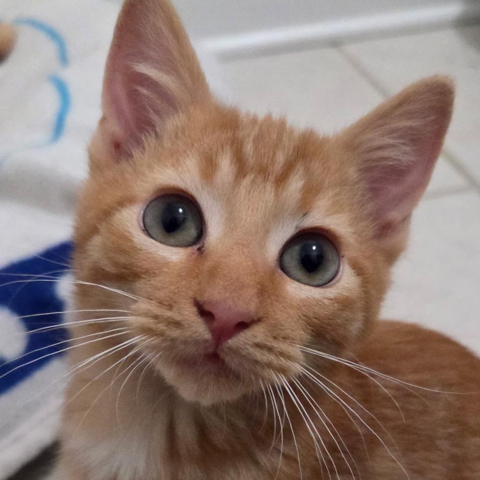 Enlarge Gilligan, a Adoptable Domestic Short Hair in Ponte Vedra Beach, FL image 2/2