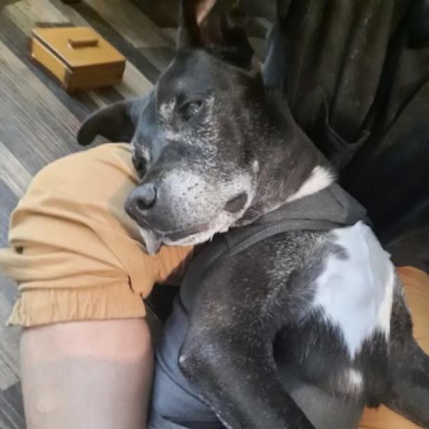 Enlarge Barkley, a Adoptable Black Labrador Retriever in Sparks, NV image 3/6