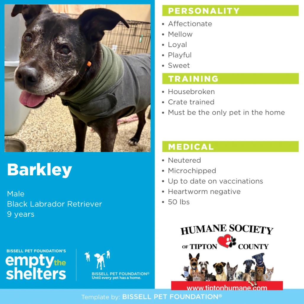 Enlarge Barkley, a Adoptable Black Labrador Retriever in Sparks, NV image 5/6