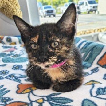 Enlarge Midland, a Adoptable Domestic Short Hair in Richfield, MN image 2/4