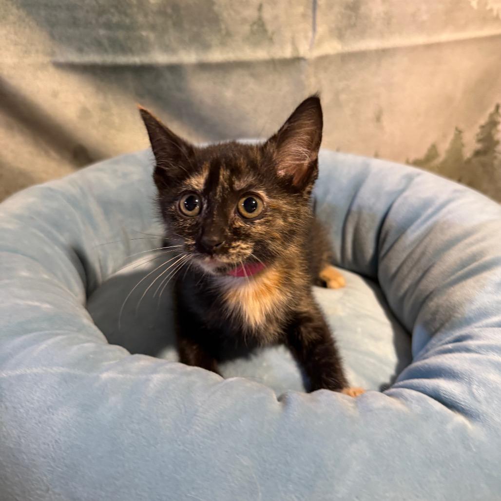 Enlarge Midland, a Adoptable Domestic Short Hair in Richfield, MN image 3/4