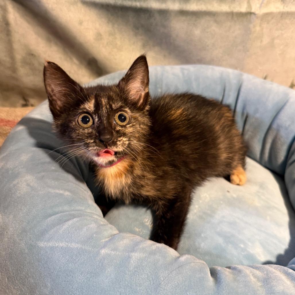 Enlarge Midland, a Adoptable Domestic Short Hair in Richfield, MN image 4/4