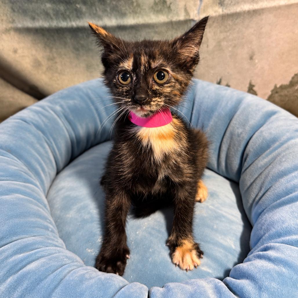 Enlarge Midland, a Adoptable Domestic Short Hair in Richfield, MN image 1/4