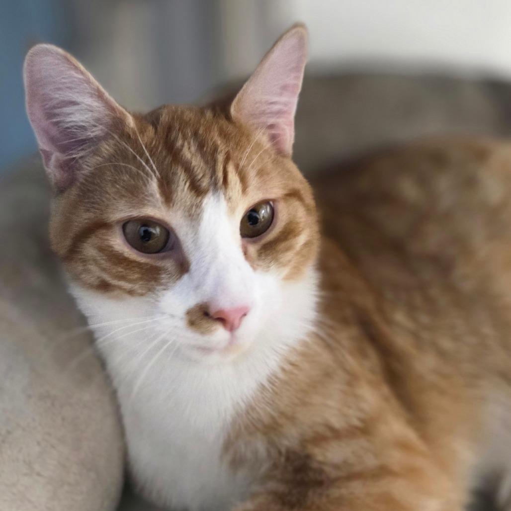 Keith, Adoptable, Young Male Domestic Short Hair.