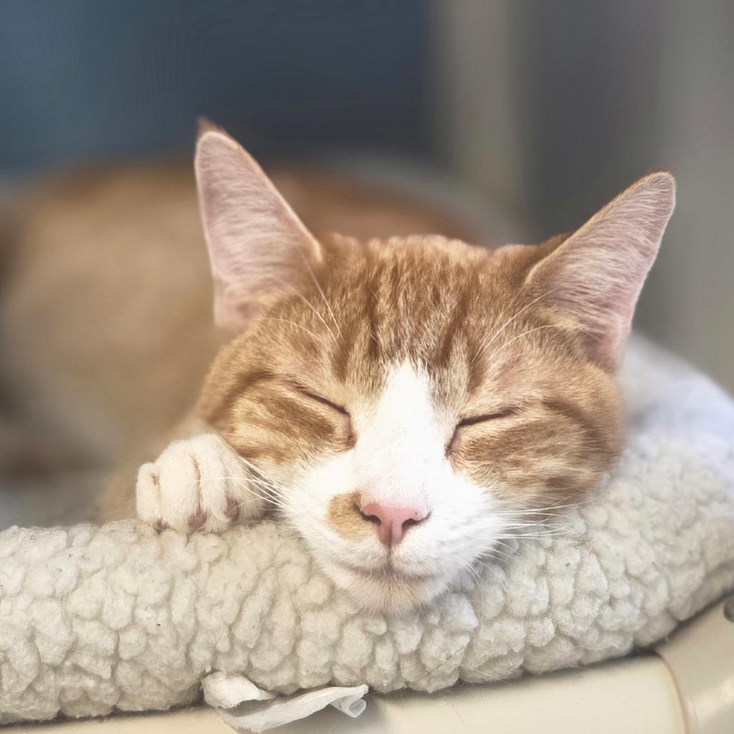Keith, a Adoptable Domestic Short Hair in Oneonta, NY image 2/4