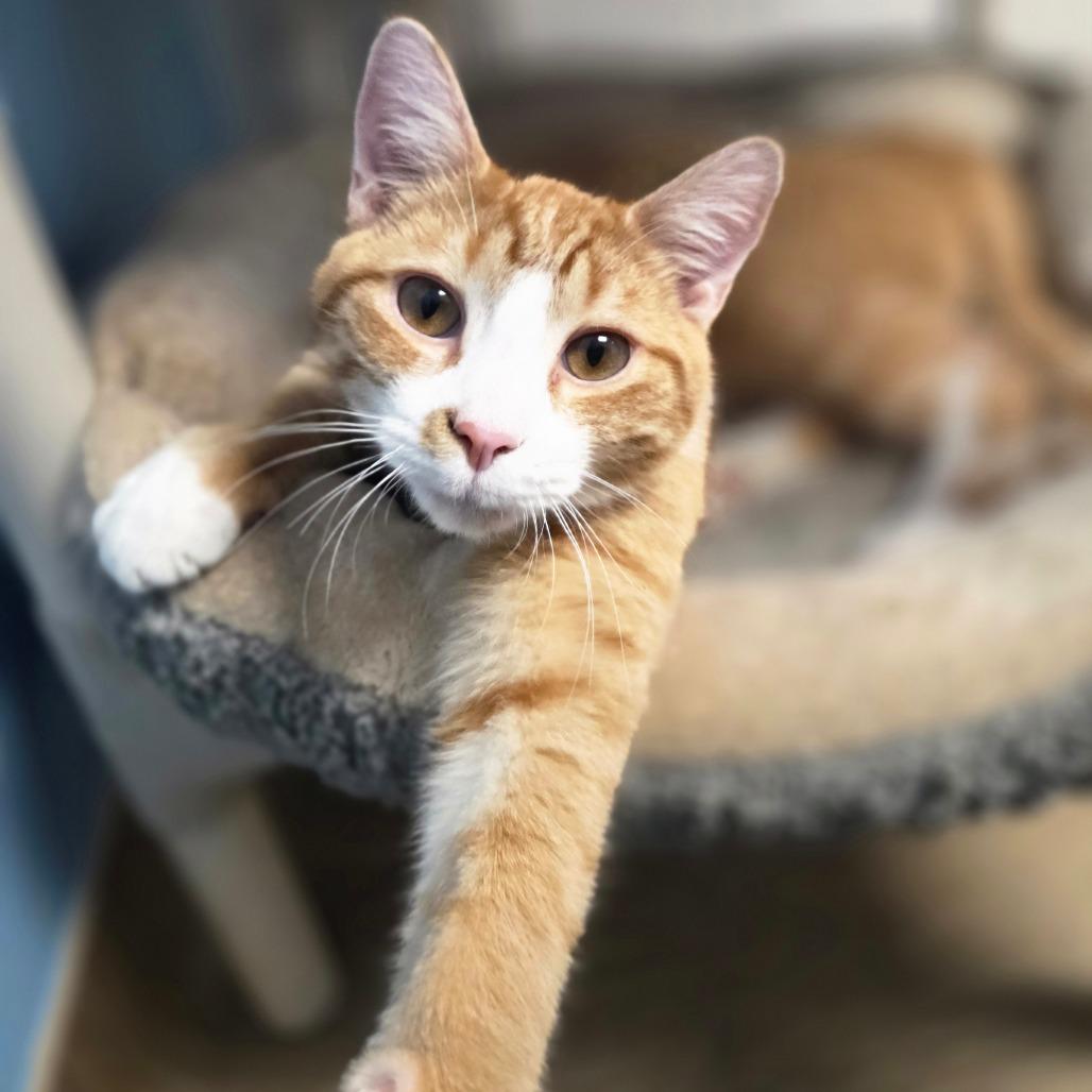 Keith, a Adoptable Domestic Short Hair in Oneonta, NY image 3/4