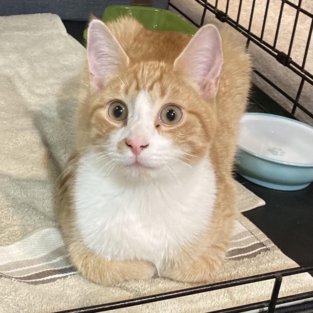 Keith, a Adoptable Domestic Short Hair in Oneonta, NY image 4/4
