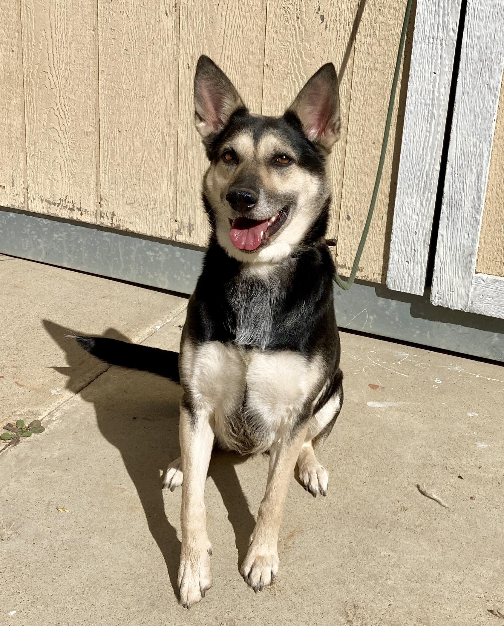 Candy, a ADOPTABLE mixed breed in Camp Pendleton, CA image 2/6