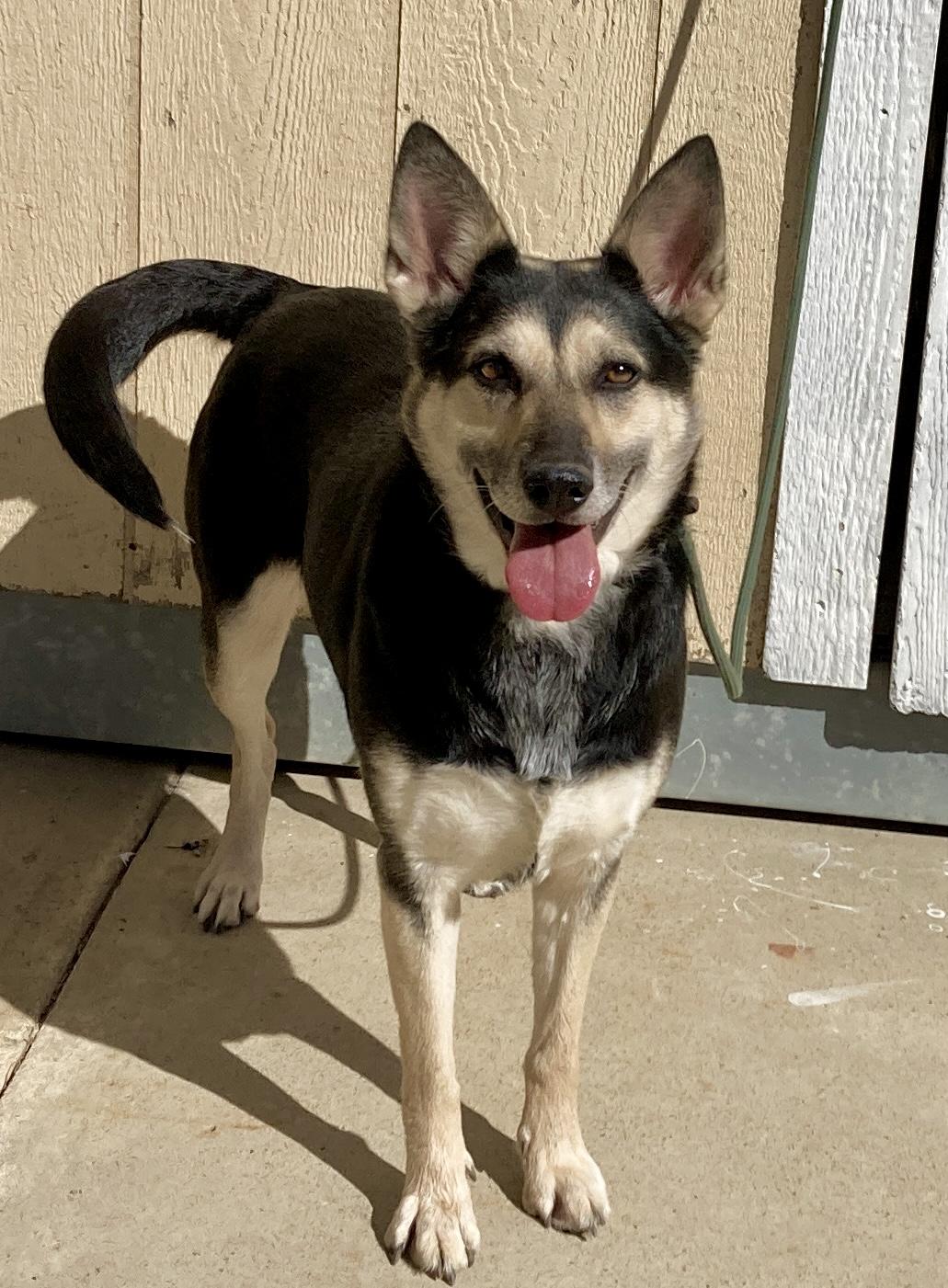 Candy, a ADOPTABLE mixed breed in Camp Pendleton, CA image 5/6