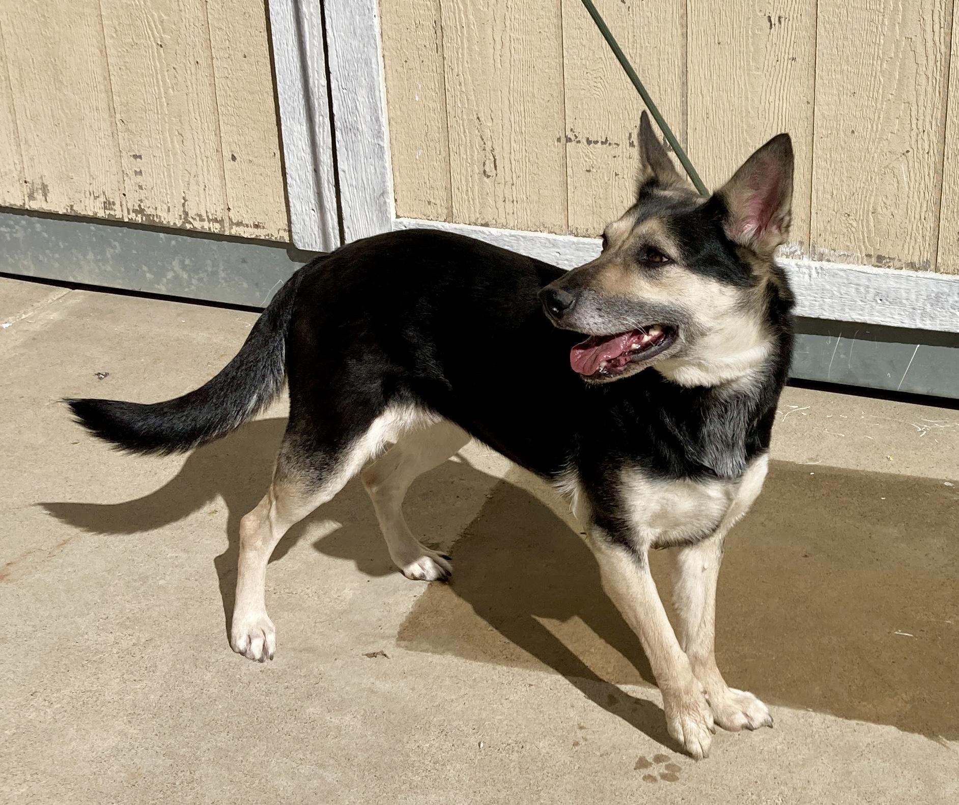 Candy, a ADOPTABLE mixed breed in Camp Pendleton, CA image 3/6