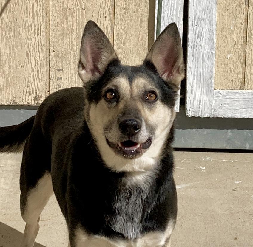 Candy, a ADOPTABLE mixed breed in Camp Pendleton, CA image 1/6