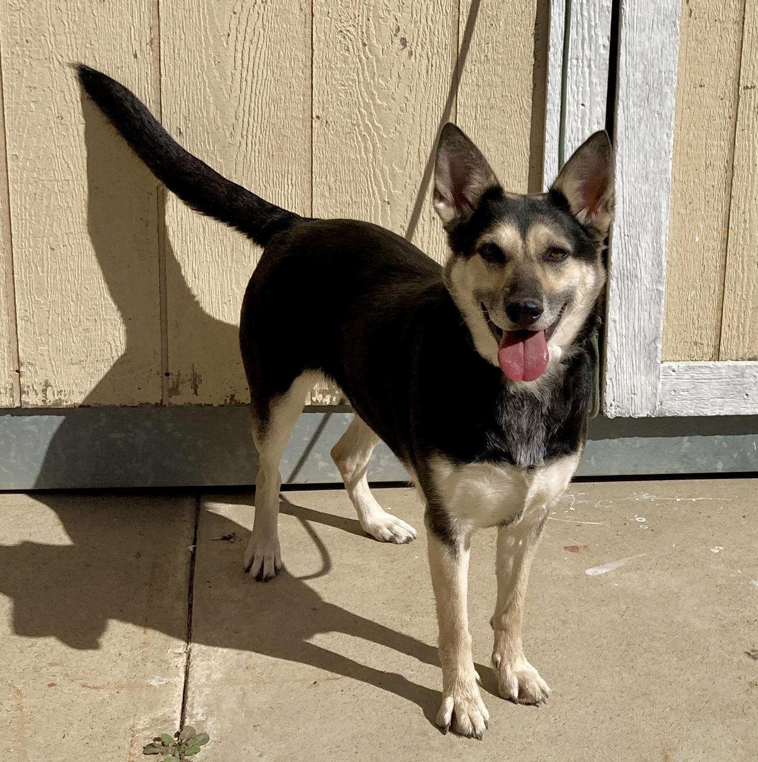Candy, a ADOPTABLE mixed breed in Camp Pendleton, CA image 6/6