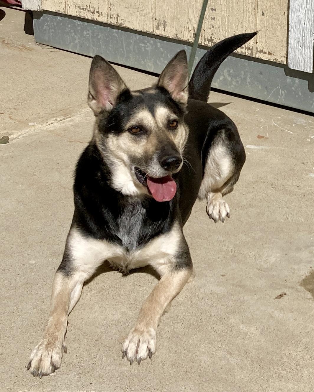 Candy, a ADOPTABLE mixed breed in Camp Pendleton, CA image 4/6