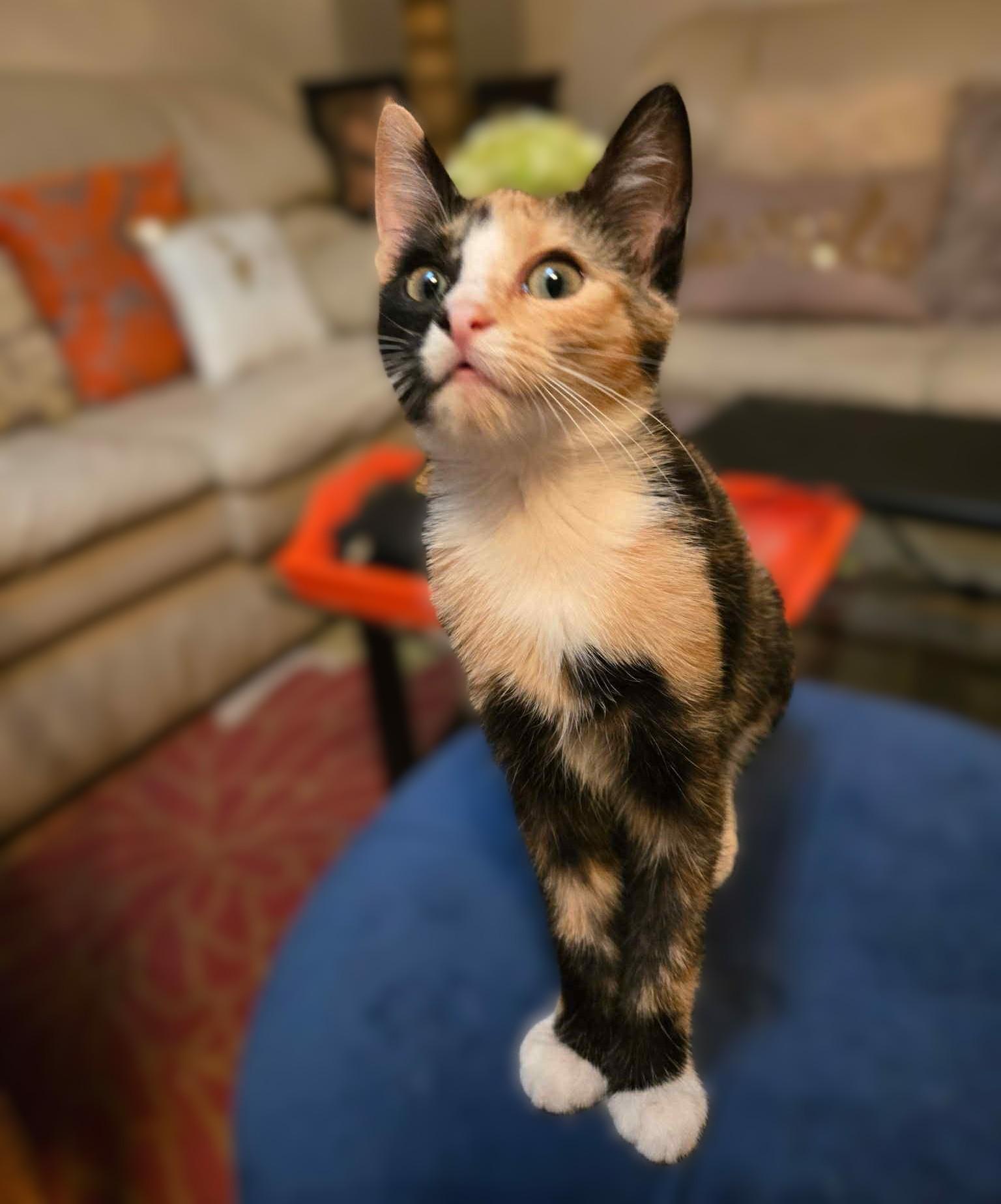 Enlarge Ginger, a Adoptable Calico in Allen, TX image 1/6