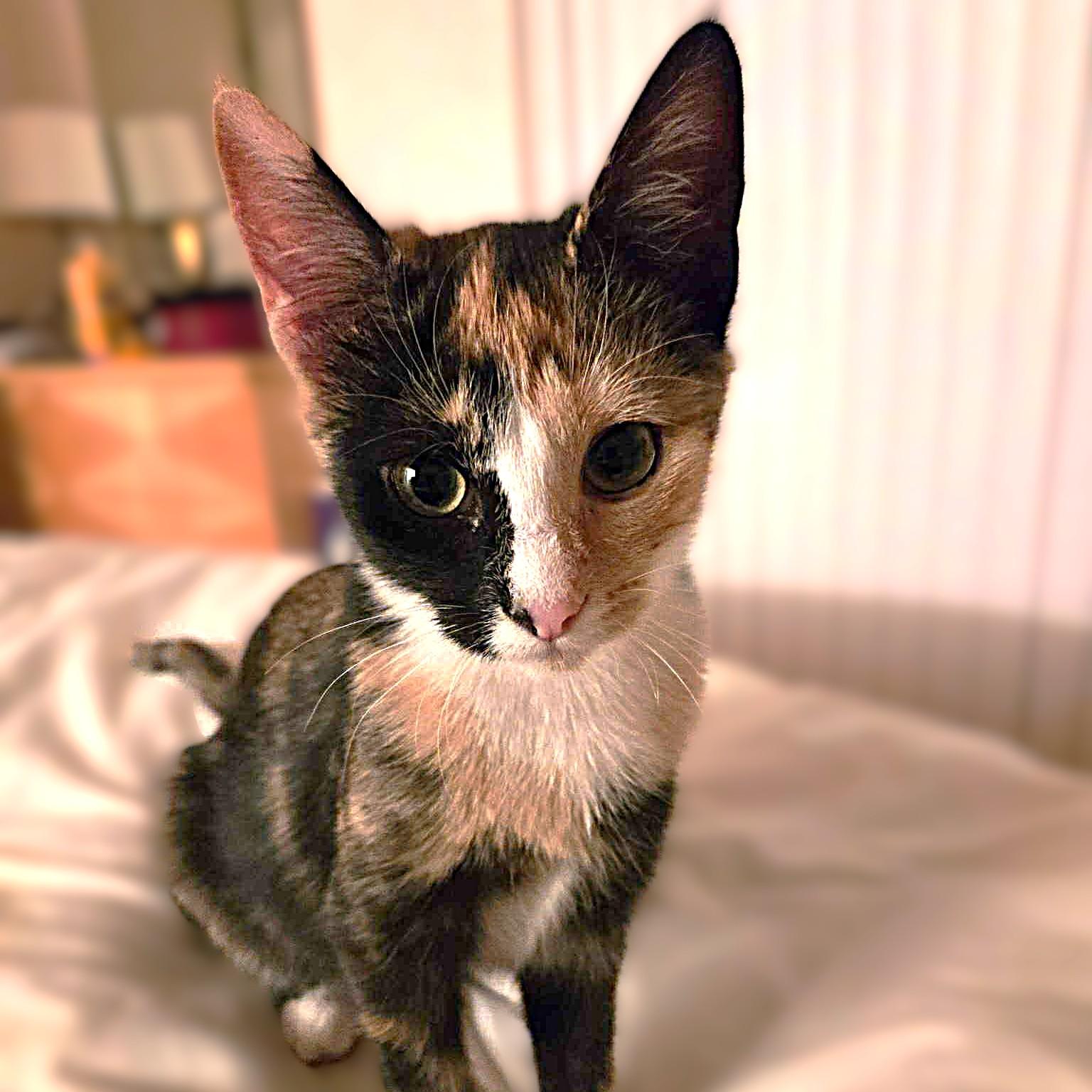 Enlarge Ginger, a Adoptable Calico in Allen, TX image 3/6