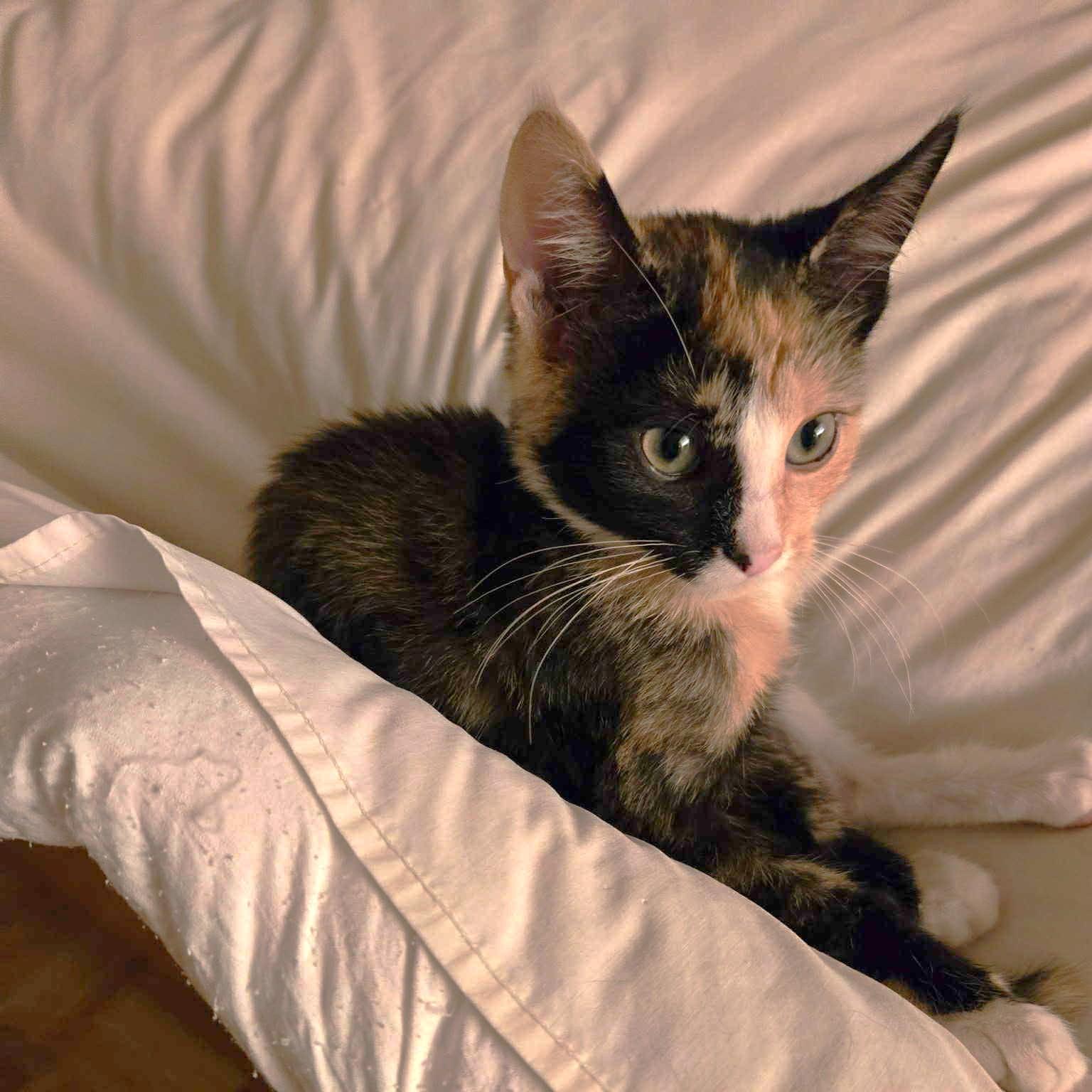 Enlarge Ginger, a Adoptable Calico in Allen, TX image 4/6