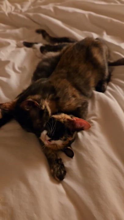 Enlarge Ginger, a Adoptable Calico in Allen, TX video 5/6