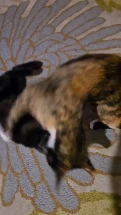 Enlarge Ginger, a Adoptable Calico in Allen, TX video 6/6