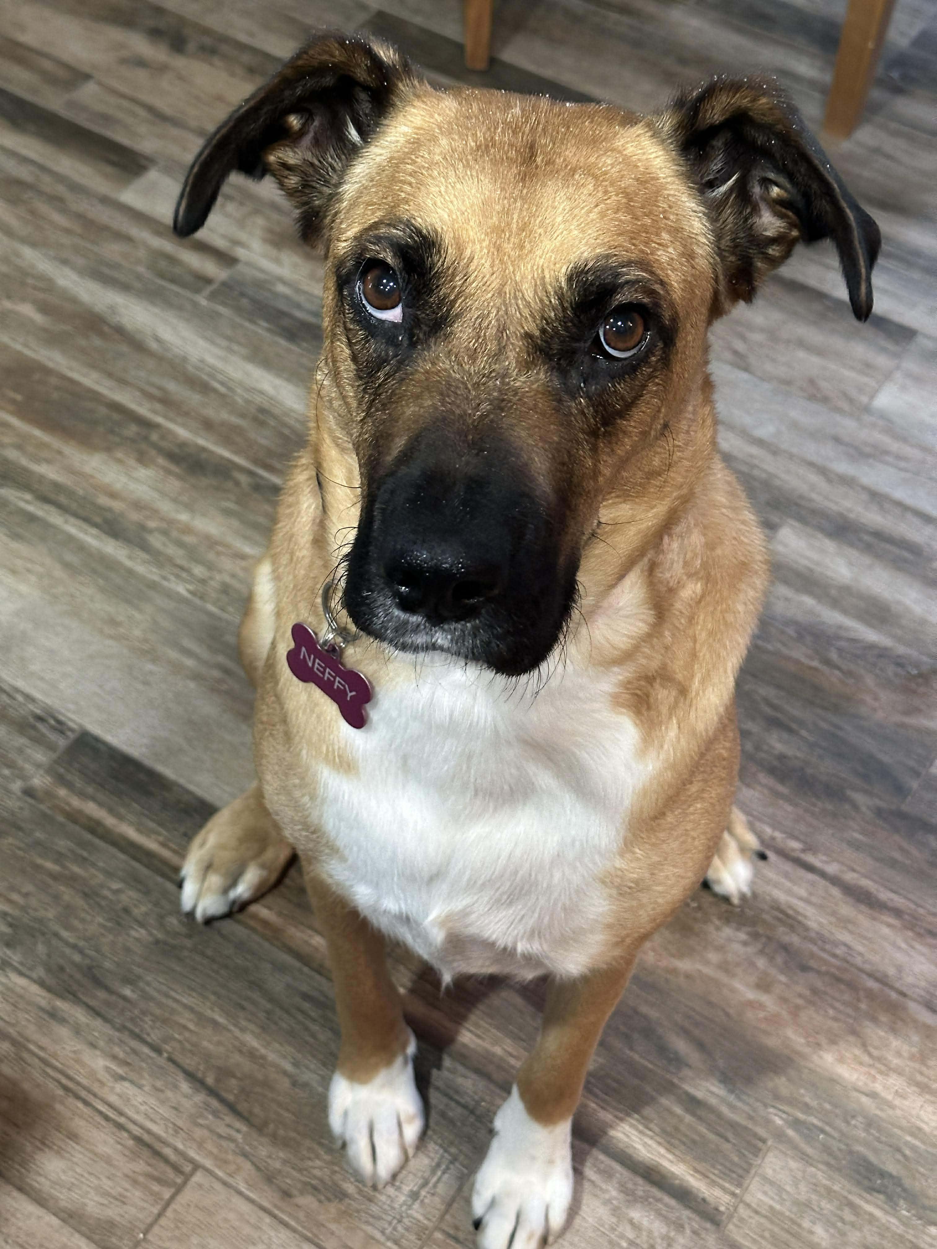 Enlarge Neffy, a Adoptable mixed breed in Winnipeg, MB image 3/6