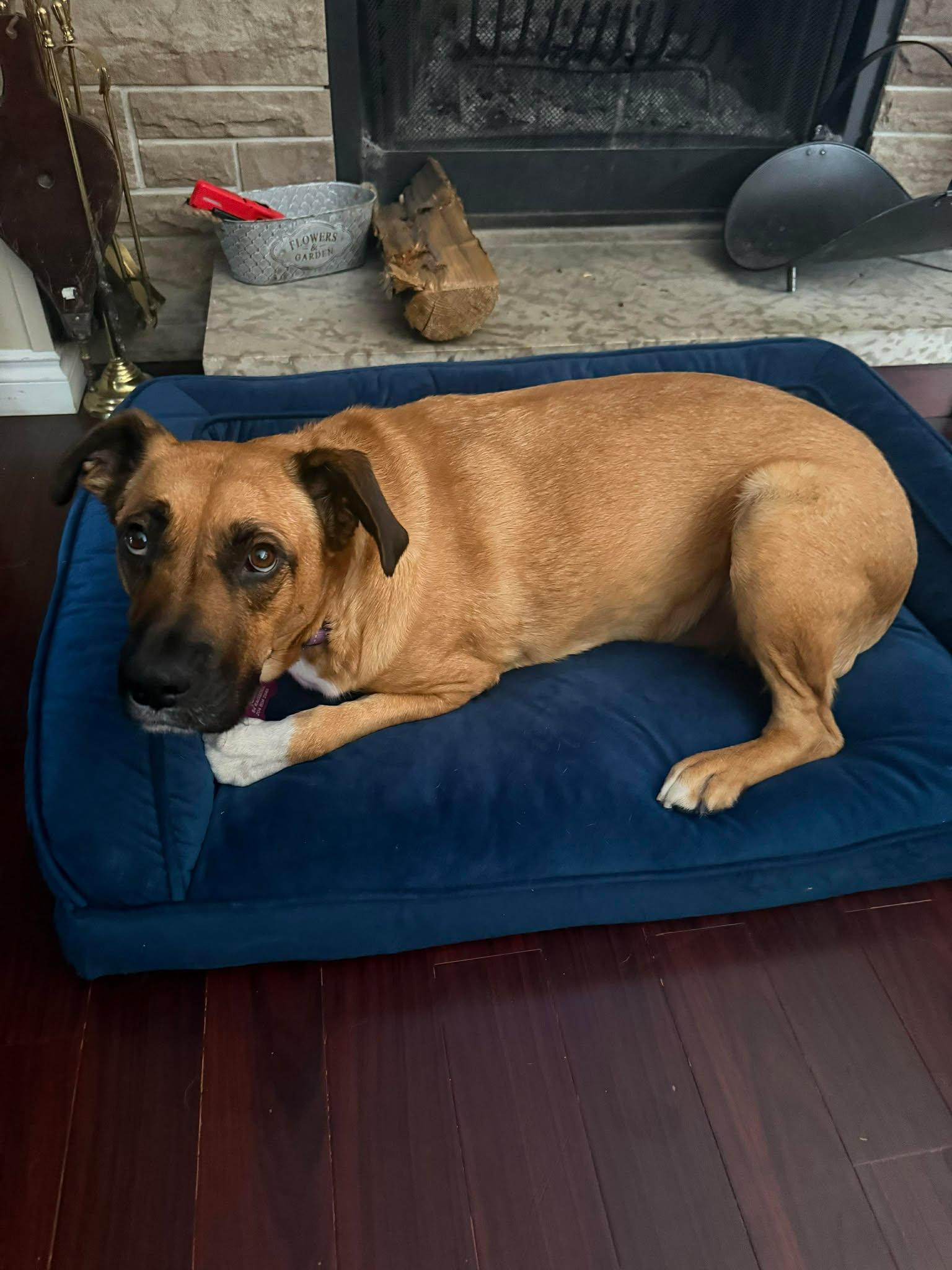 Enlarge Neffy, a Adoptable mixed breed in Winnipeg, MB image 6/6