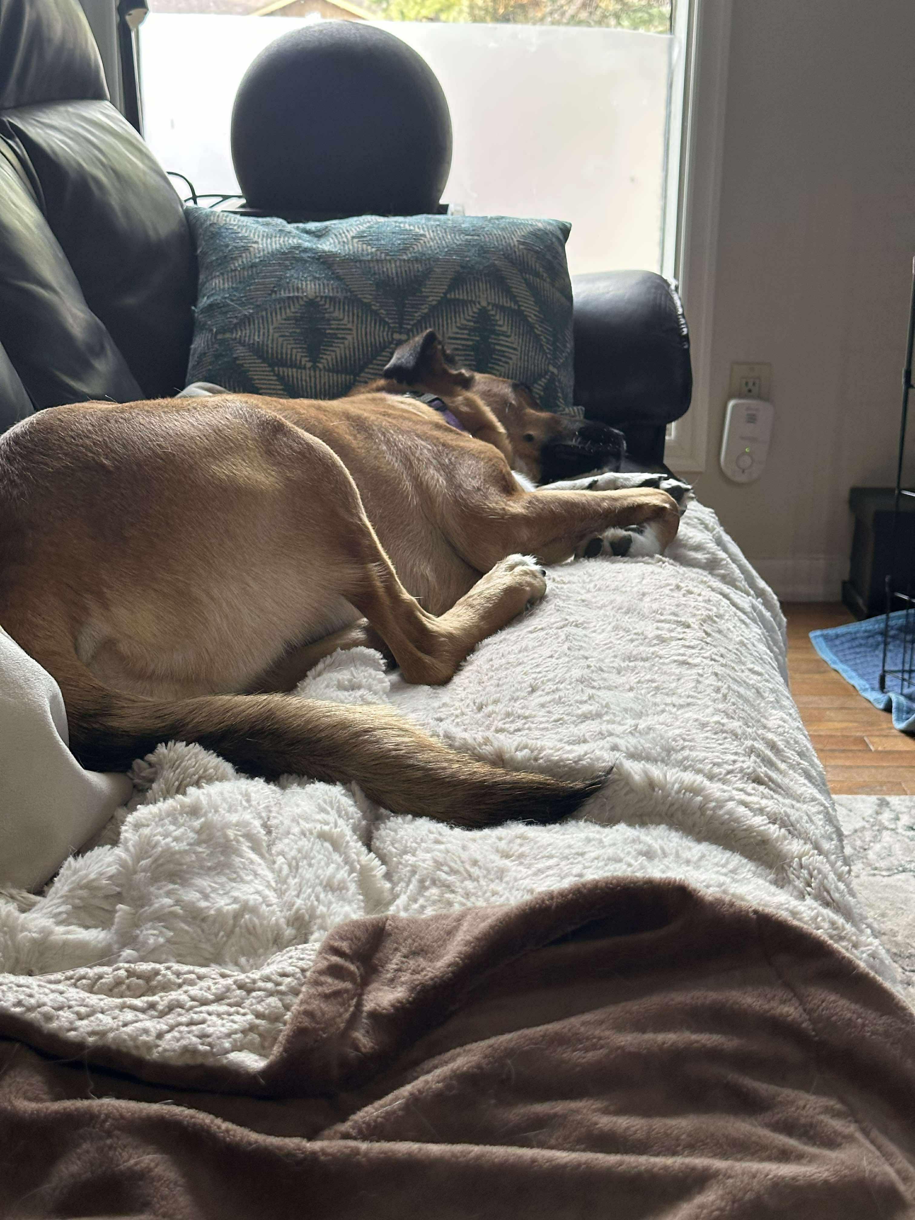 Enlarge Neffy, a Adoptable mixed breed in Winnipeg, MB image 5/6