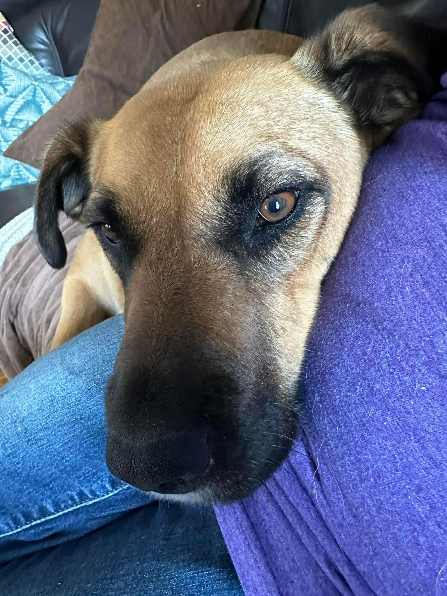 Enlarge Neffy, an adoption pending mixed breed in Winnipeg, MB image 1/6