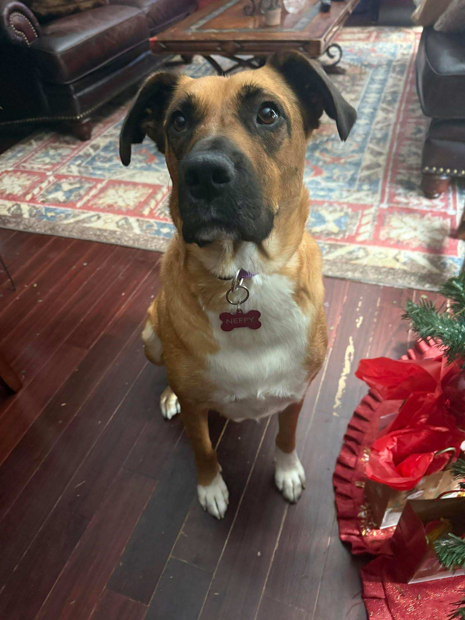 Enlarge Neffy, a Adoptable mixed breed in Winnipeg, MB image 2/6