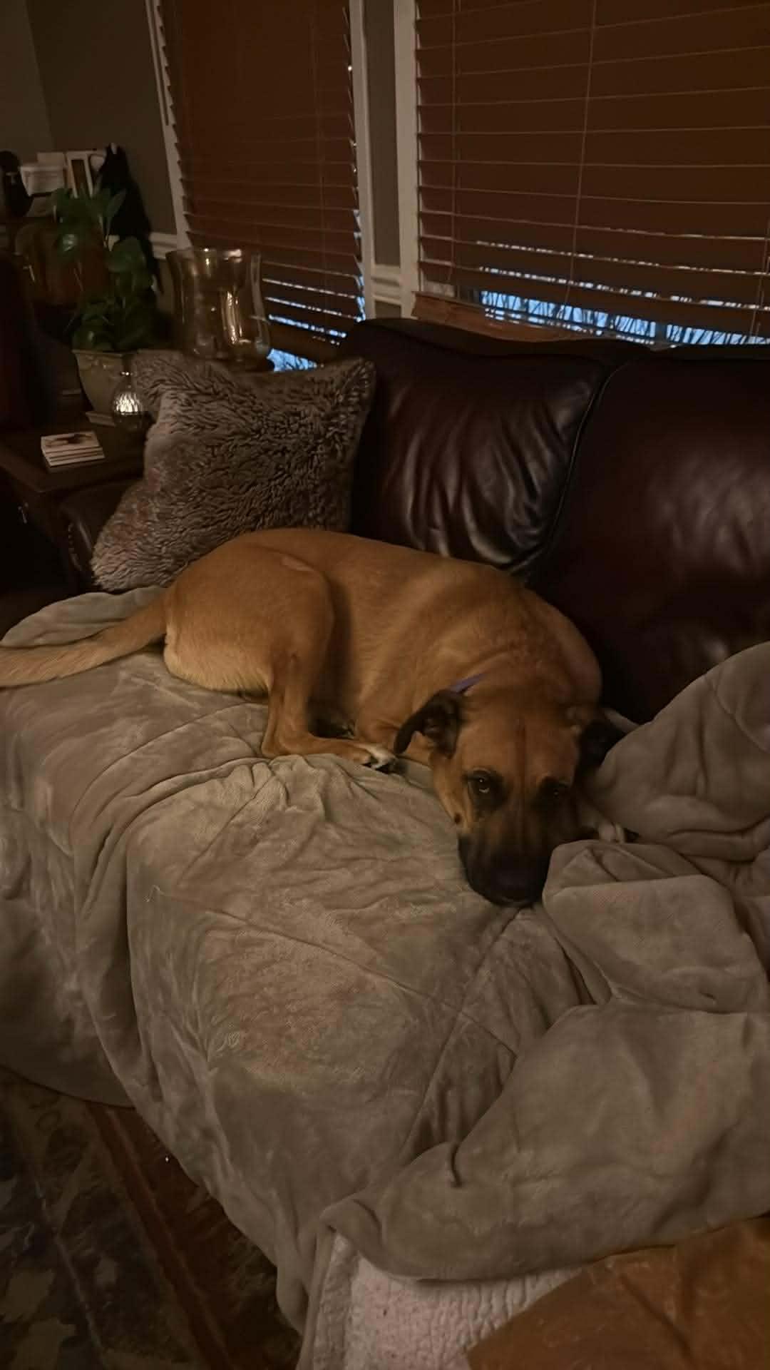 Enlarge Neffy, a Adoptable mixed breed in Winnipeg, MB image 4/6