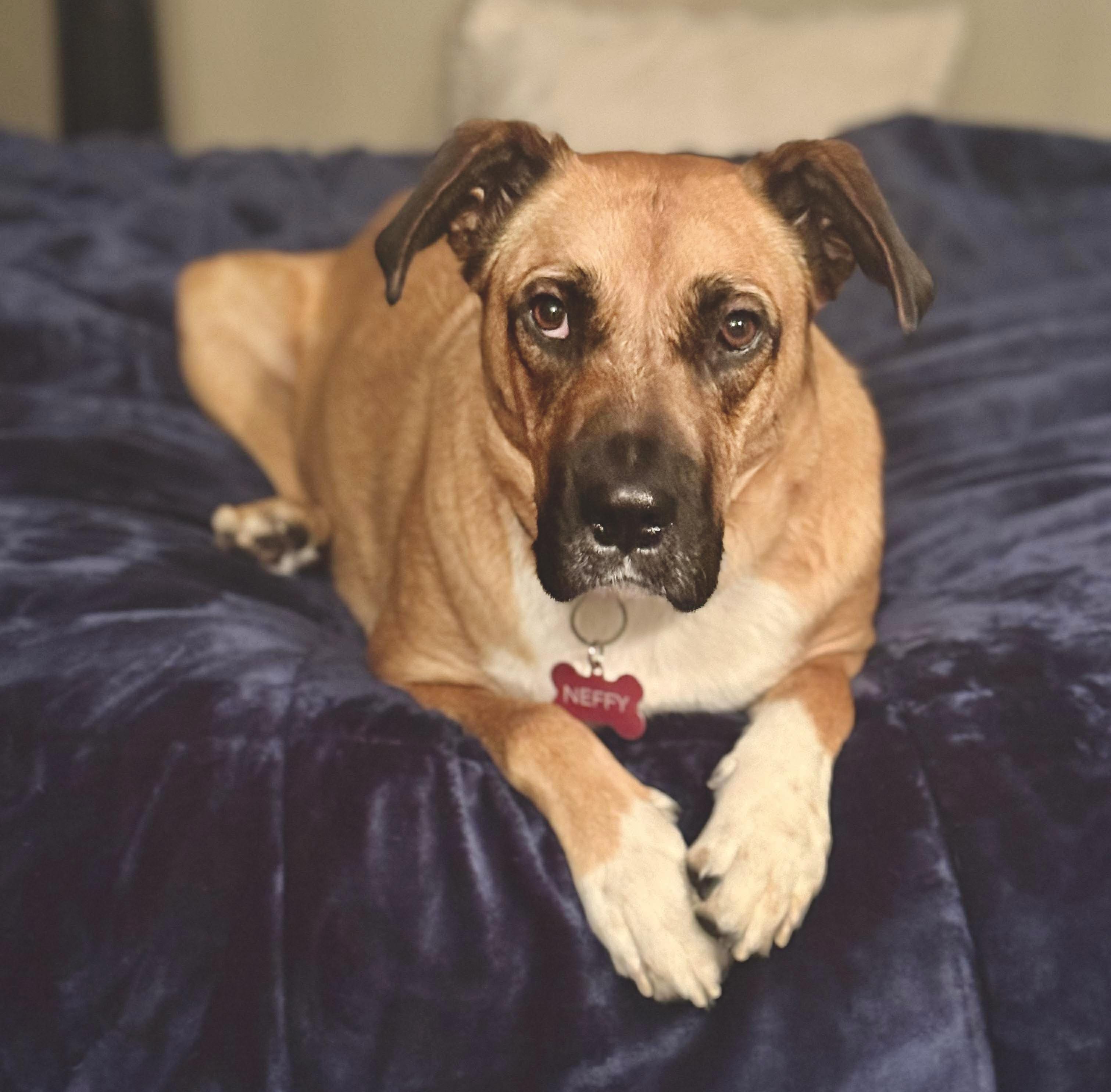 Neffy, Adoptable, Adult Female Yellow Labrador Retriever.