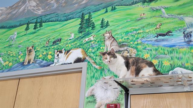 Enlarge PATCHES, a Adoptable Domestic Short Hair in Frisco, CO image 1/1