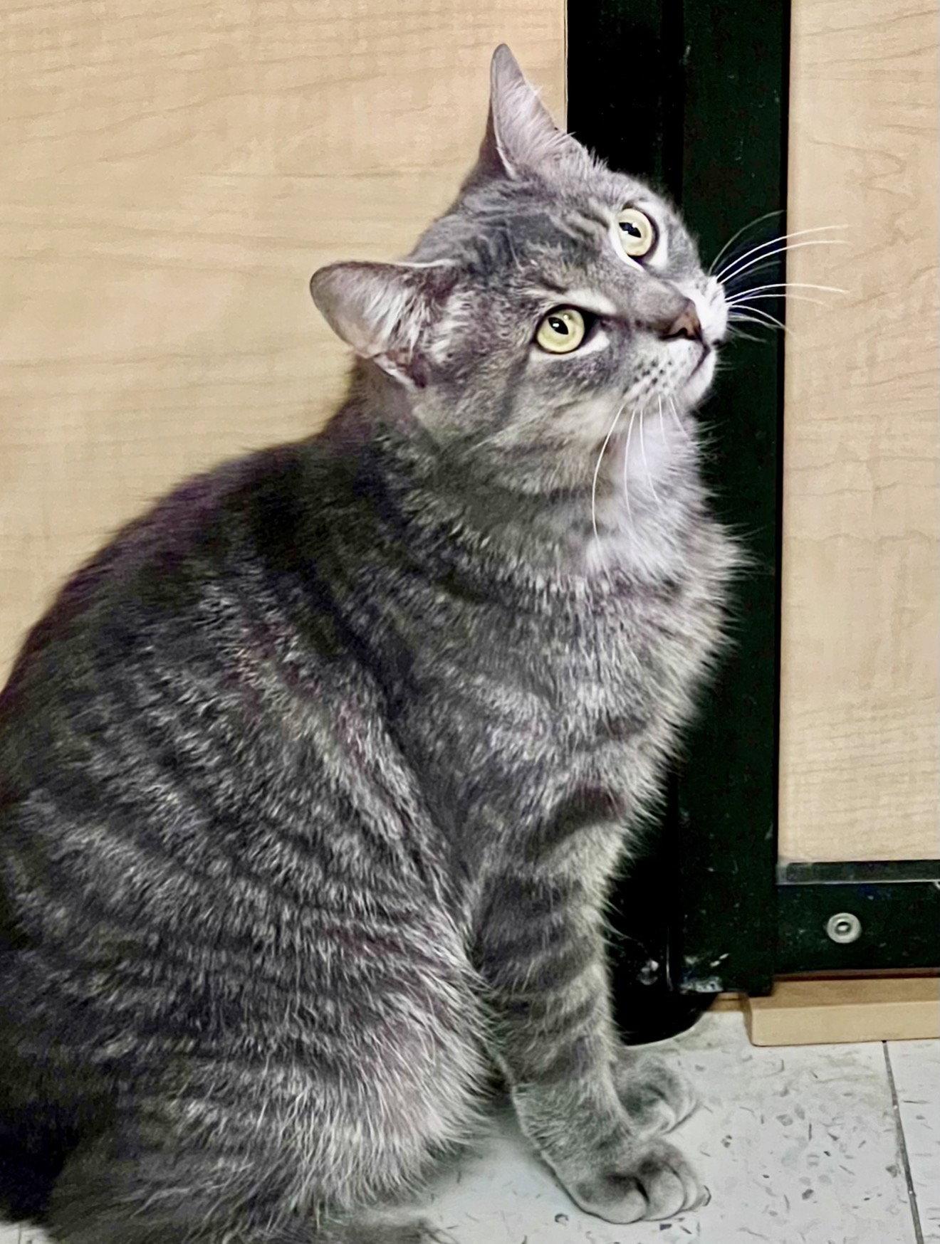 Cashmere (02/06/2026-135) Jenkintown Petsmart, Adopted, Young Male Tabby.