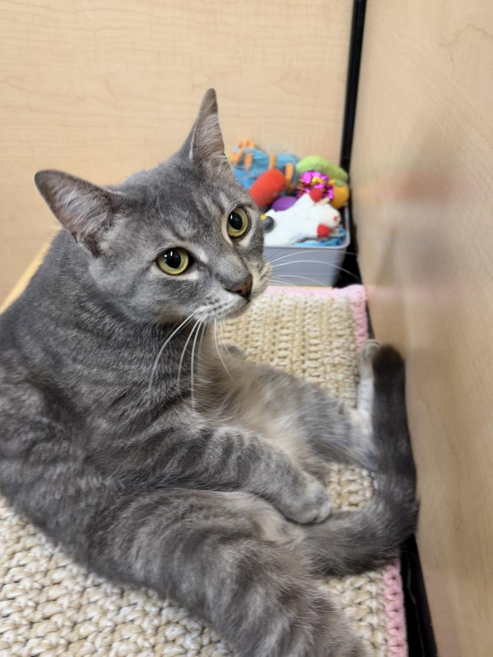 Enlarge Cashmere (02/06/2026-135) Jenkintown Petsmart, a Adopted Tabby in Greenville, DE image 2/3