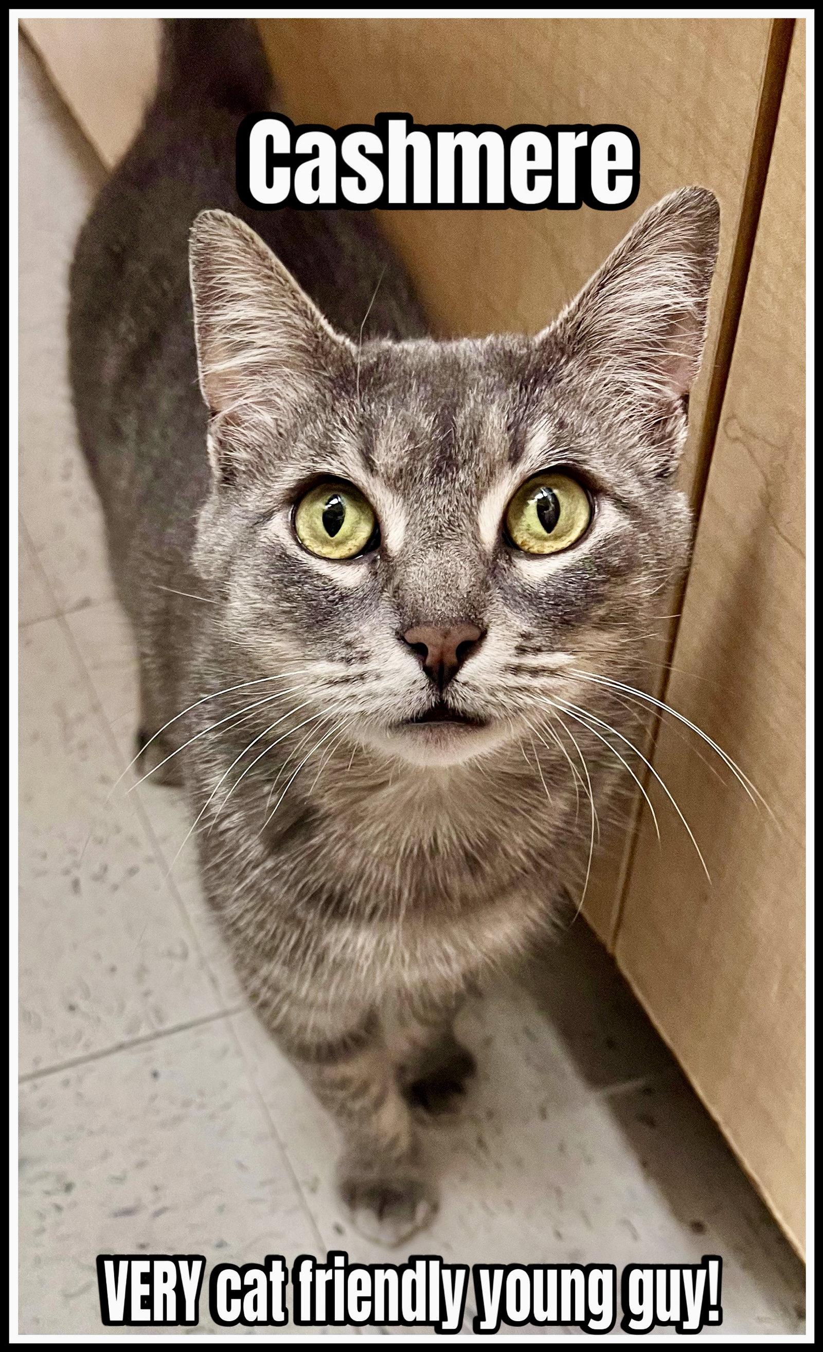 Enlarge Cashmere (02/06/2026-135) Jenkintown Petsmart, a Adopted Tabby in Greenville, DE image 3/3
