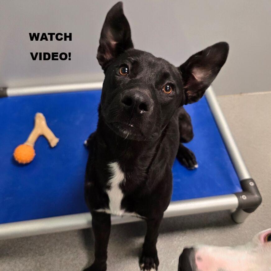 Enlarge Lyric, a Adoptable mixed breed in Kingman, KS image 1/3