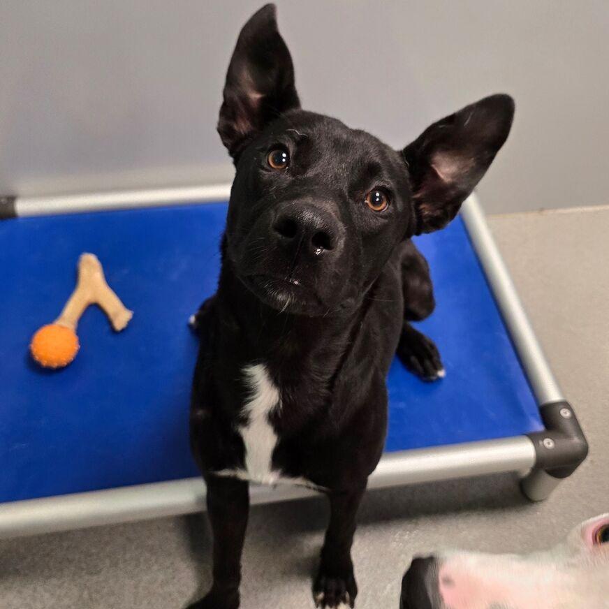 Lyric, Adoptable, Young Female Mixed Breed & Border Collie.