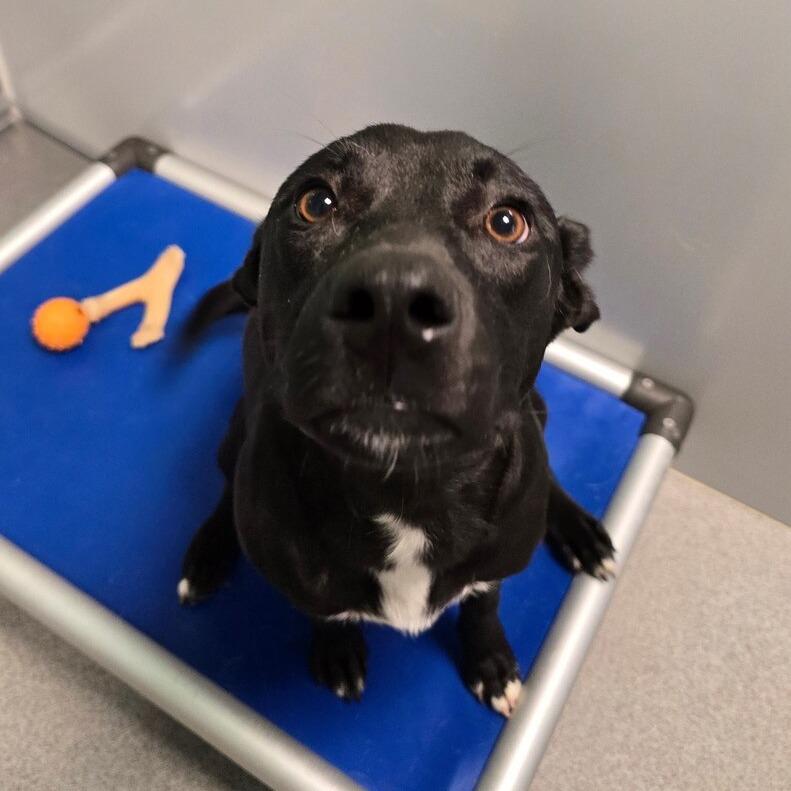 Enlarge Lyric, a Adoptable mixed breed in Kingman, KS image 2/3