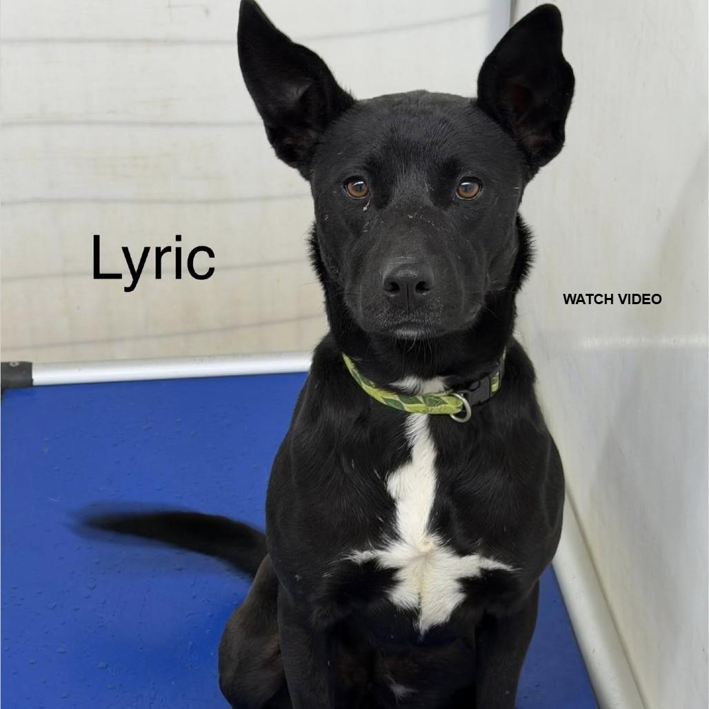 Lyric, a Adoptable mixed breed in Kingman, KS image 3/4
