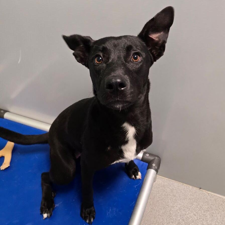 Enlarge Lyric, a Adoptable mixed breed in Kingman, KS image 3/3