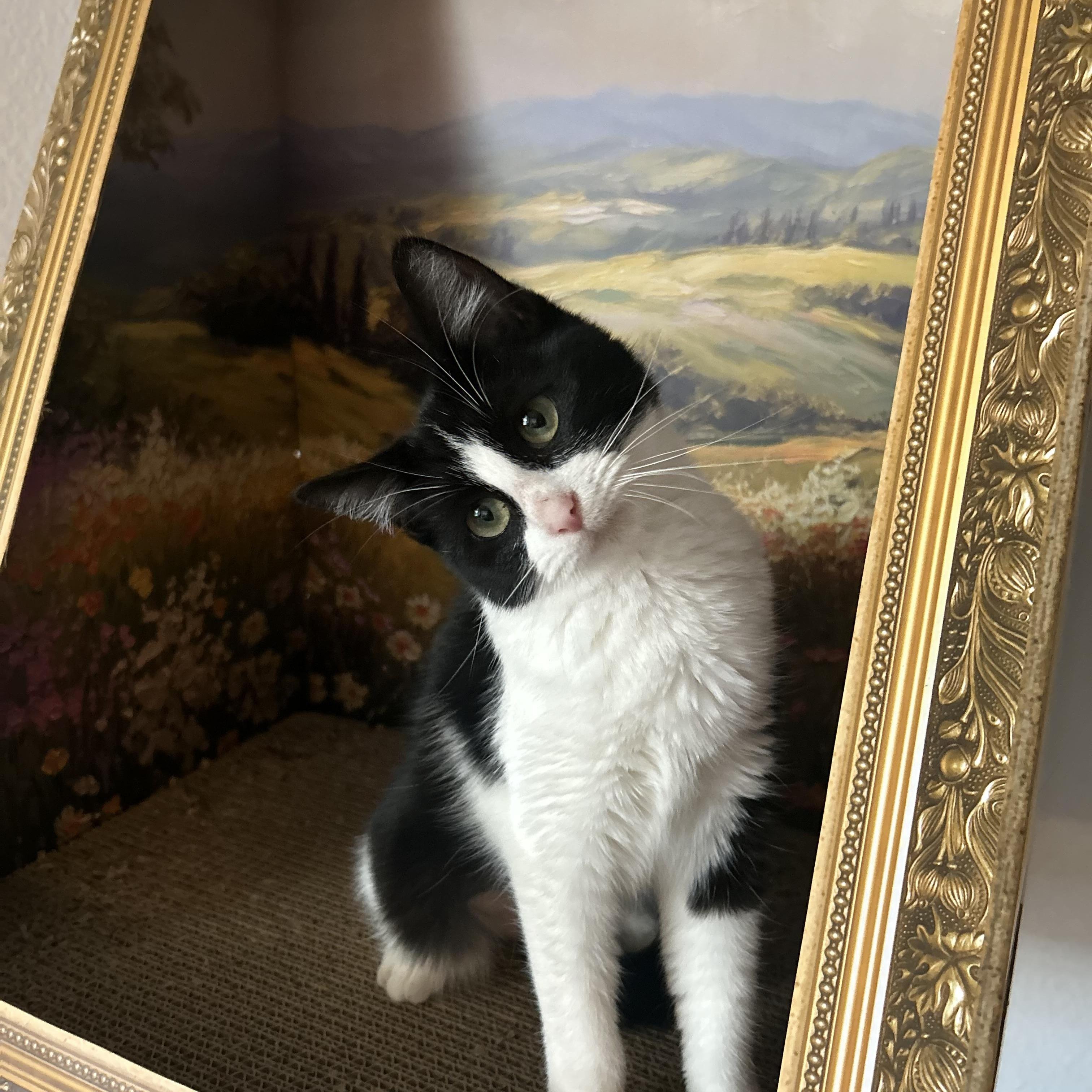 Enlarge Cupcake, an adopted mixed breed in Bellevue, WA image 3/6