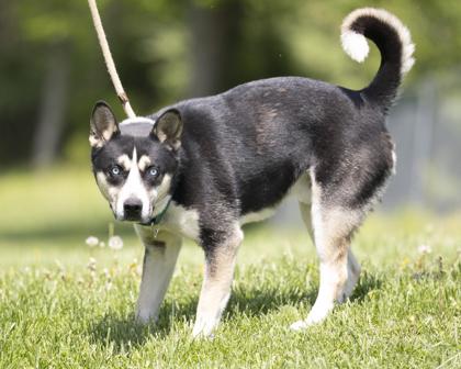 Enlarge Duke, a Adoptable mixed breed in Bedford, IN image 3/3