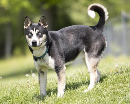 Duke, Adult Male Siberian Husky